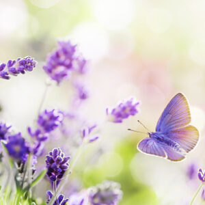 Wellness Coaching Butterfly Blessings Package (6 x 1 Hour Sessions) - Online