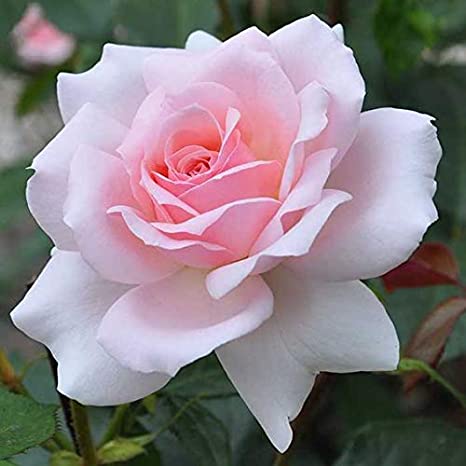 Wellness Coaching Blossoming Rose Package (3 x 1 Hour Sessions) - Online